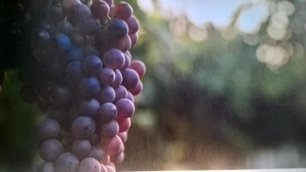ארבוסקו Acero Rosso B&B In Franciacorta מראה חיצוני תמונה