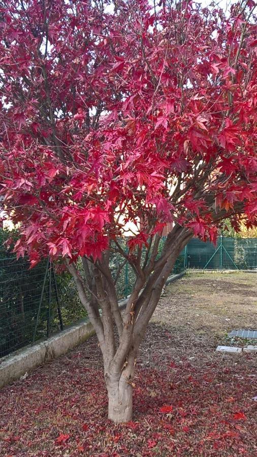 ארבוסקו Acero Rosso B&B In Franciacorta מראה חיצוני תמונה